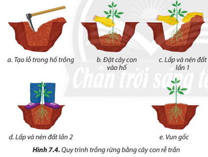 Quan sát Hình 7.4, giải thích các thao tác kĩ thuật của phương pháp trồng rừng bằng cây con rễ trần