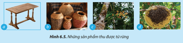 Hãy quan sát Hình 6.5 và kể tên những sản phẩm thu được từ rừng sản phẩm thu được