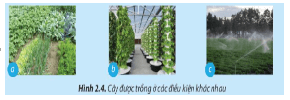 Quan sát Hình 2.4, cho biết hình ảnh nào thể hiện trồng trọt công nghệ cao?