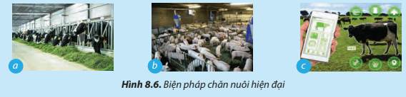 Hãy cho biết các biện pháp chăn nuôi hiện đại được thể hiện trong mỗi trường hợp ở Hình 8.6