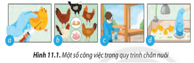 Lý thuyết Công nghệ 7 Chân trời sáng tạo Bài 11: Kĩ thuật chăn nuôi gà thịt thả vườn