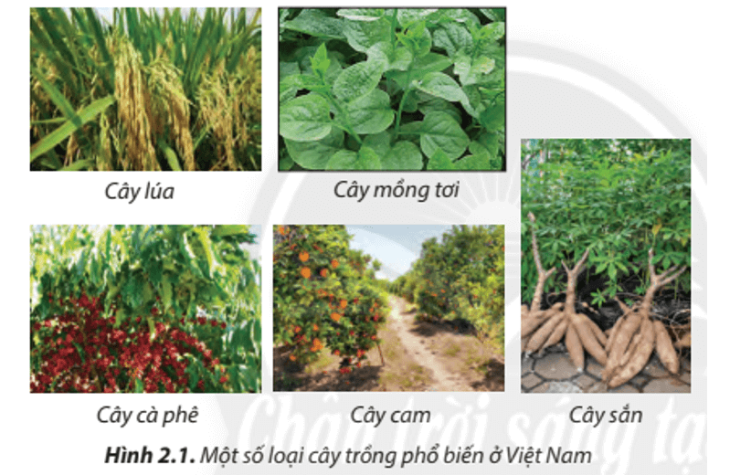 Lý thuyết Công nghệ 7 Chân trời sáng tạo Bài 2: Các phương thức trồng trọt ở Việt Nam
