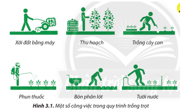 Lý thuyết Công nghệ 7 Chân trời sáng tạo Bài 3: Quy trình trồng trọt