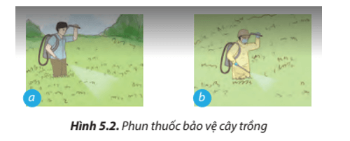 Lý thuyết Công nghệ 7 Chân trời sáng tạo Bài 5: Trồng và chăm sóc cây cải xanh