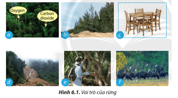 Lý thuyết Công nghệ 7 Chân trời sáng tạo Bài 6: Rừng ở Việt Nam