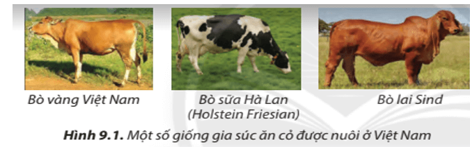 Lý thuyết Công nghệ 7 Chân trời sáng tạo Bài 9: Một số phương thức chăn nuôi ở Việt Nam