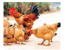 Trắc nghiệm Công nghệ 7 Chân trời sáng tạo Bài 11 (có đáp án): Kĩ thuật chăn nuôi gà thịt thả vườn