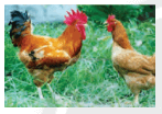 Trắc nghiệm Công nghệ 7 Chân trời sáng tạo Bài 11 (có đáp án): Kĩ thuật chăn nuôi gà thịt thả vườn