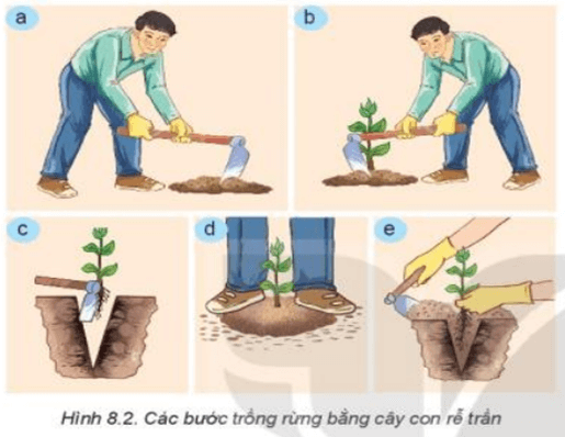 Sử dụng các cụm từ gợi ý sau đây để điền vào từng bước thích hợp