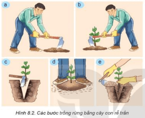 Hãy sắp xếp các ảnh trong Hình 8.2 theo thứ tự các bước