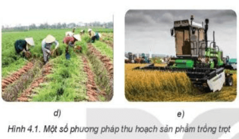 Quan sát Hình 4.1 và nêu các phương pháp thu hoạch sản phẩm