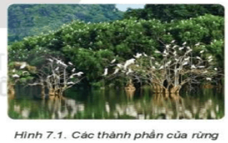 Quan sát Hình 7.1 và nêu các thành phần của rừng theo gợi ý