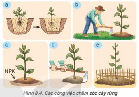 Quan sát Hình 8.4 và nêu các công việc chăm sóc cây rừng