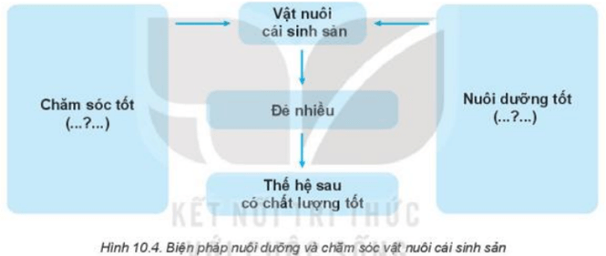 Đọc nội dung mục IV kết hợp quan sát Hình 10.4, nêu ý nghĩa