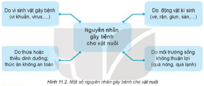 Quan sát Hình 11.2, nêu các nguyên nhân chính gây bệnh cho vật nuôi