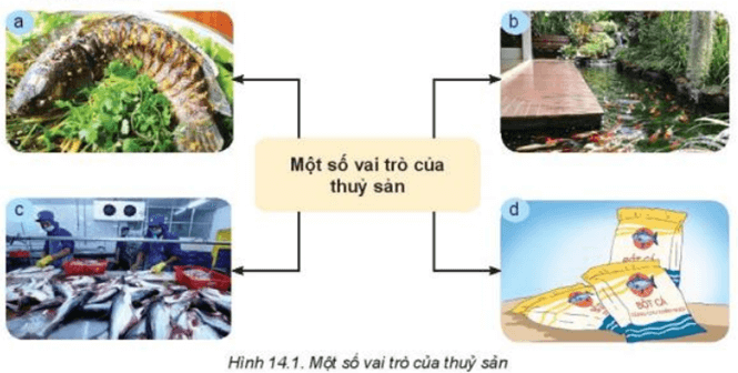 Quan sát Hình 14.1 và nêu vai trò của thủy sản