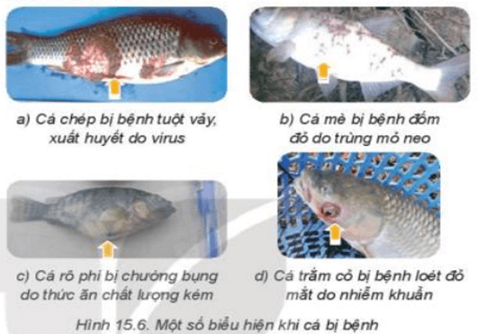 Quan sát Hình 15.6, hãy chỉ ra những điểm bất thường