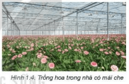 Lý thuyết Công nghệ 7 Kết nối tri thức Bài 1: Giới thiệu về trồng trọt