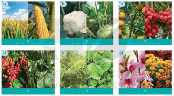 Lý thuyết Công nghệ 7 Kết nối tri thức Bài 1: Giới thiệu về trồng trọt