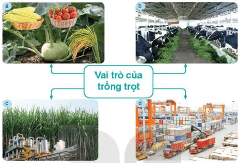 Lý thuyết Công nghệ 7 Kết nối tri thức Bài 1: Giới thiệu về trồng trọt