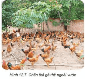 Lý thuyết Công nghệ 7 Kết nối tri thức Bài 12: Chăn nuôi gà thịt trong nông hộ
