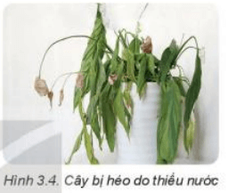 Lý thuyết Công nghệ 7 Kết nối tri thức Bài 3: Gieo trồng, chăm sóc và phòng trừ sâu, bệnh cho cây trồng