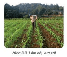 Lý thuyết Công nghệ 7 Kết nối tri thức Bài 3: Gieo trồng, chăm sóc và phòng trừ sâu, bệnh cho cây trồng