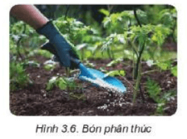 Lý thuyết Công nghệ 7 Kết nối tri thức Bài 3: Gieo trồng, chăm sóc và phòng trừ sâu, bệnh cho cây trồng