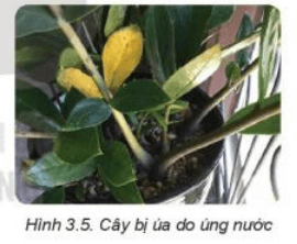 Lý thuyết Công nghệ 7 Kết nối tri thức Bài 3: Gieo trồng, chăm sóc và phòng trừ sâu, bệnh cho cây trồng