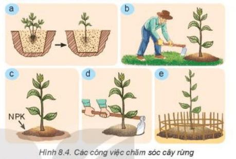 Lý thuyết Công nghệ 7 Kết nối tri thức Bài 8: Trồng, chăm sóc và bảo vệ rừng