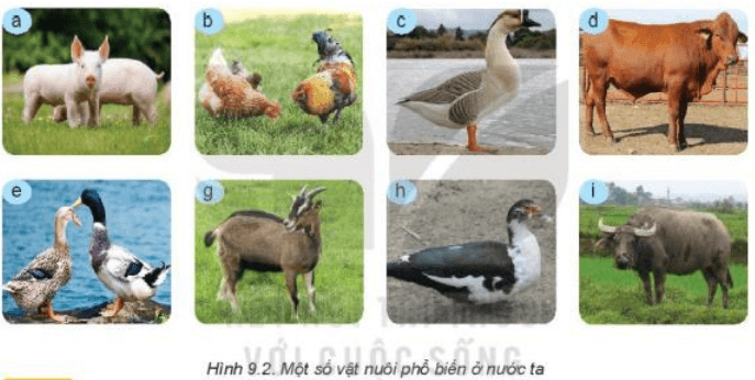 Lý thuyết Công nghệ 7 Kết nối tri thức Bài 9: Giới thiệu về chăn nuôi