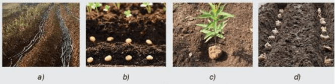 Trắc nghiệm Công nghệ 7 Kết nối tri thức Bài 3 (có đáp án): Gieo trồng, chăm sóc và phòng trừ sâu, bệnh cho cây trồng (ảnh 1)