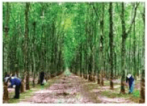 Trắc nghiệm Công nghệ 7 Kết nối tri thức Bài 7 (có đáp án): Giới thiệu về rừng (ảnh 2)