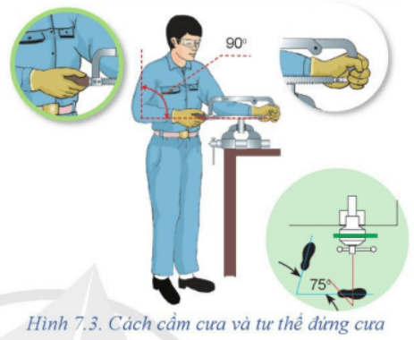 Dựa vào Hình 7.3, hãy mô tả cách cầm cưa và tư thế đứng cưa