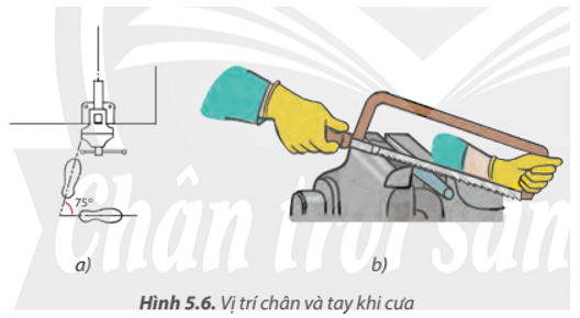 Quan sát Hình 5.6, em hãy mô tả vị trí chân và tay khi cưa