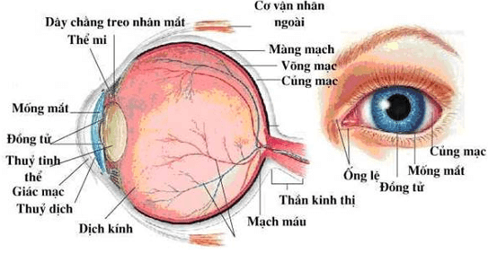 Hãy nêu cấu tạo của mắt