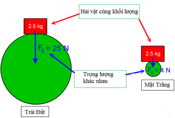 Hãy nêu mối liên hệ giữa trọng lượng và khối lượng của một vật