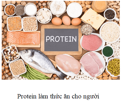 Nêu các ứng dụng của protein