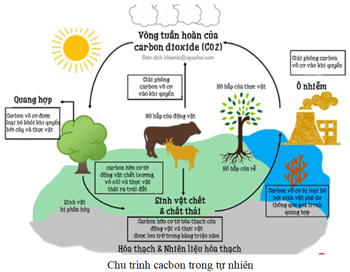 Trình bày chu trình cacbon trong tự nhiên
