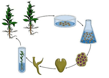 6+ Đề thi Giữa kì 2 Sinh học 10 Cánh diều (có đáp án)