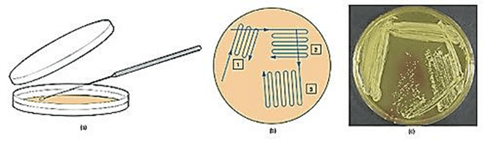 6+ Đề thi Giữa kì 2 Sinh học 10 Chân trời sáng tạo (có đáp án)