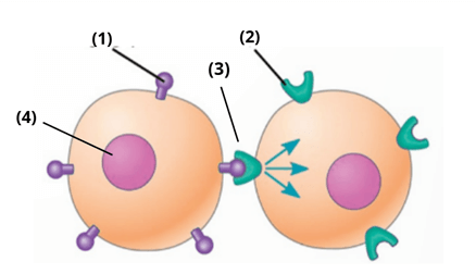 6+ Đề thi Giữa kì 2 Sinh học 10 Chân trời sáng tạo (có đáp án)