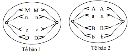 Đề thi Giữa kì 2 Sinh học 10 năm 2024 có ma trận (8 đề)