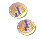 Đề thi Giữa kì 2 Sinh học 10 năm 2024 có ma trận (8 đề)