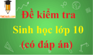 Đề thi Sinh học lớp 10 có đáp án | Đề kiểm tra Sinh học lớp 10 có đáp án