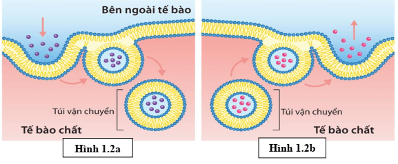 Đề thi Học kì 1 Sinh học 10 năm 2025-2026 Sở Bắc Ninh