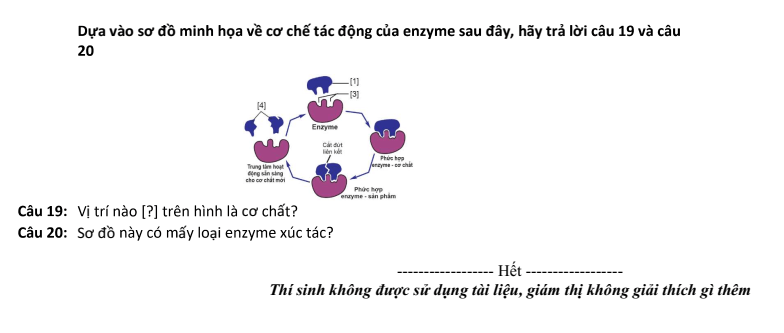 Đề thi Học kì 1 Sinh học 10 năm 2024-2025 trường THPT Bình Chiểu (Tp.HCM)