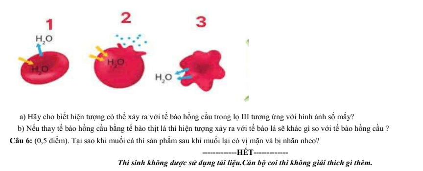Đề thi Học kì 1 Sinh học 10 năm 2025-2026 trường THPT Bình Chiểu (Tp.HCM)
