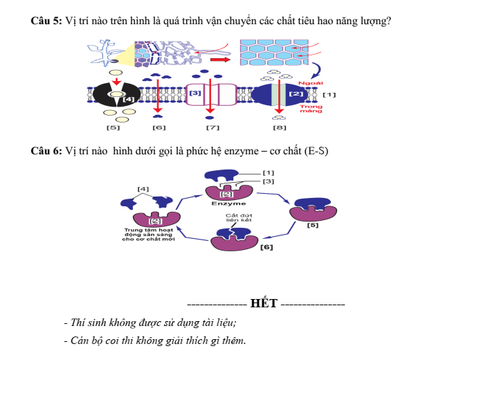 Đề thi Học kì 1 Sinh học 10 năm 2025-2026 trường THPT Số 1 Lê Hồng Phong (Đắk Lắk)