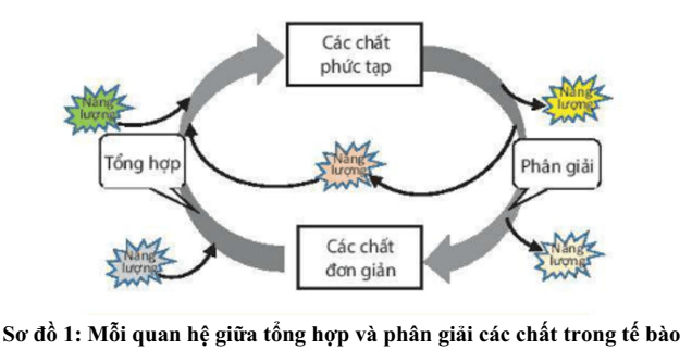 Đề thi Học kì 2 Sinh học 10 năm 2025-2026 Sở Bắc Ninh